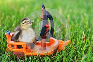 Duckling with Boat