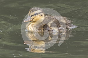 A duckling on the Boating Lake