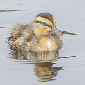 A duckling on the Boating Lake