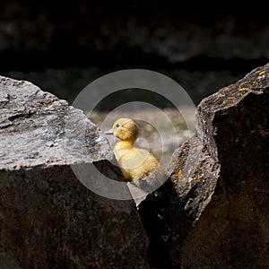 Duckling climbing on a rock