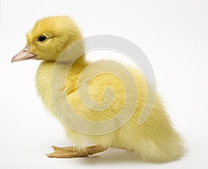 Duckling close up