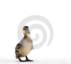 Duckling
