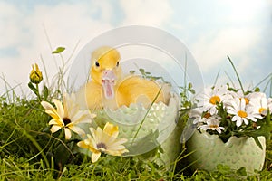 Duckling in daisy garden