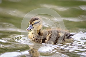 Duckling at Downing Park in Newburgh