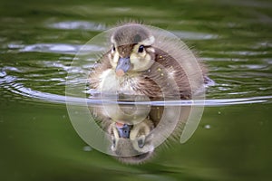 Duckling at Downing Park in Newburgh