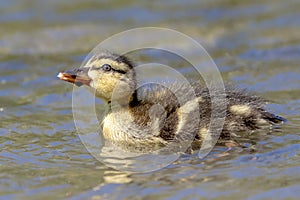 Duckling at Downing Park in Newburgh