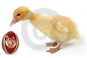 Duckling with Easter egg