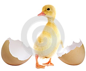 Duckling and egg