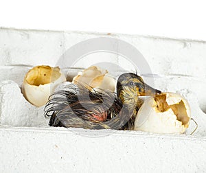 Duckling in egg box