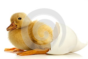 Duckling and egg shell