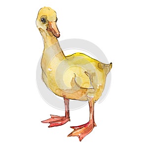 Duckling farm animal isolated. Watercolor background illustration set. Isolated duck illustration element.