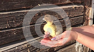 Duckling in female palms. Against the background of the logs of an old wooden barn. Anxiously quacks