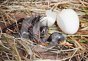 Duckling first steps