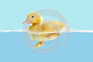 Duckling first swim photo