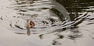 Duckling and fish swirl.