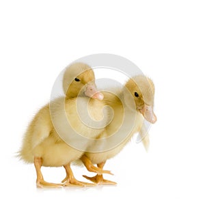 Duckling four days photo