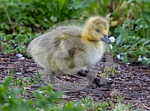 Duckling in a garden