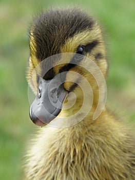 Duckling in the garden