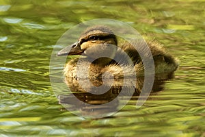 Duckling Glint
