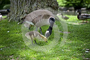 Duckling gracing on the grass