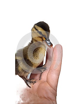 Duckling in a human palm photo