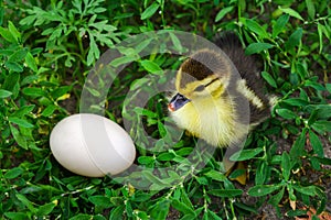 The duckling of an Indo-duck, musky duck sits in a grass near egg.