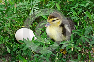 The duckling of an Indo-duck, musky duck sits in a grass near egg.