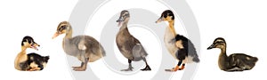 Duckling isolated on white background. Collage