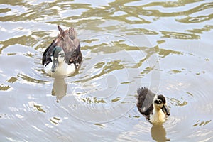Duckling and its mother in the water