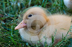 Fuzzy Yellow Baby Duck Curled Up in a Bed of Green Grass in Spring