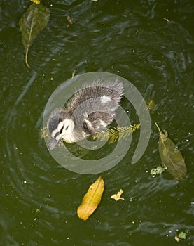 Duckling learning to swim