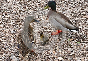 Duckling Between Mom and Pop, Adult Ducks Safeguard Him