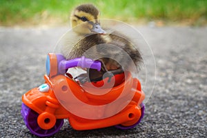 Duckling Motorcycle Dude