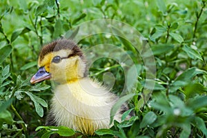 Duckling of a musky duck, Indo-duck on walk in a grass.