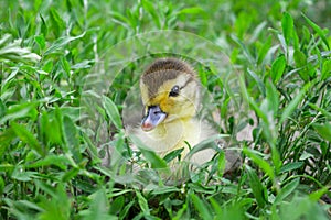 Duckling of a musky duck, Indo-duck on walk in a grass.