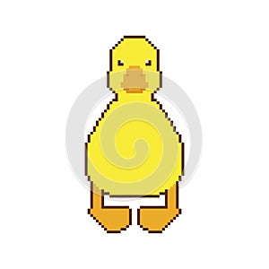 Duckling Pixel art. little duck 8 bit. pixelated Vector illustration