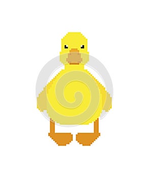 Duckling Pixel art. little duck 8 bit. pixelated Vector illustration