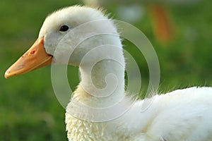 Duckling profile