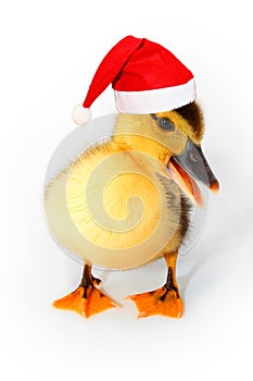 Duckling with red Santa hat isolated on white