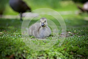 Duckling resting on the grass