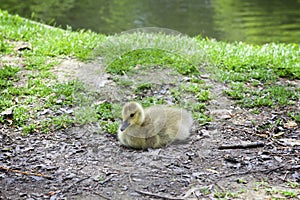 Duckling resting by a stream