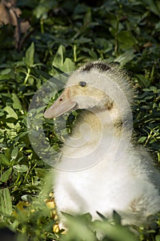 Duckling resting