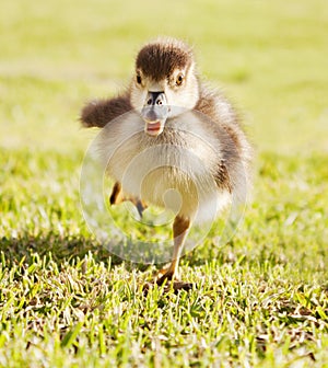 Pato en correr 