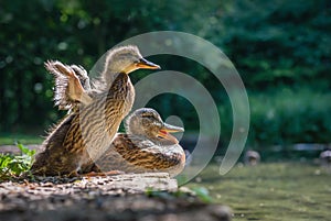 Duckling and it`s mother at Wychwood wild garden