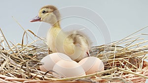 Duckling sits in nest near eggs and screaming