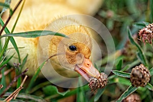 Duckling sitting in the grass.