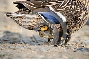 Duckling Snuggle