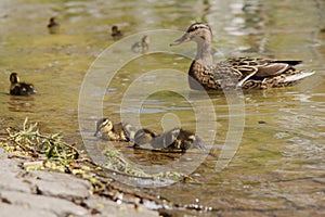 Duckling in Spring with Mother