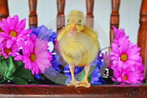 Duckling Standing on a Chair