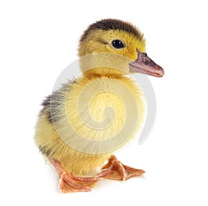 Duckling in studio